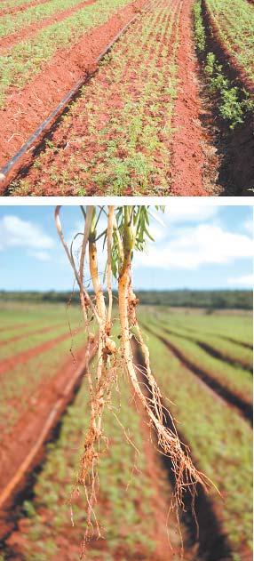 água e nutrientes do solo. Além disso, é possível observar na lavoura áreas com reboleiras, apresentando plantas menores em relação às demais (figura 3A).