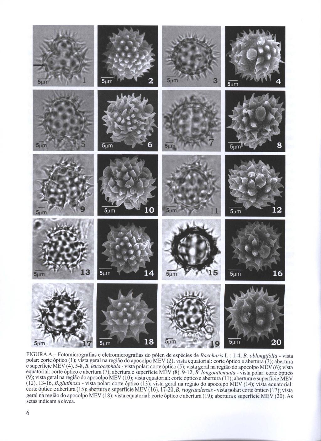 FIGURA A - Fotomicrografias e eletromicrografias do pólen de espécies de Baccharis L.: 1-4, B.