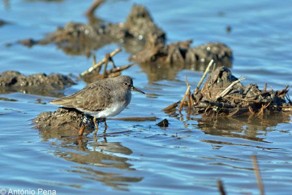 Águia cobreira (Circaetus gallicus) Mértola 1 ind. próximo de S. João dos Caldeireiros Carlos Pacheco 29 11 2015 Lagos 6 inds.