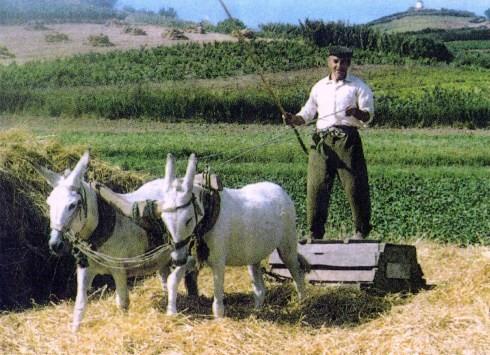 Debulha do cereal (cont) Trilho puxado sobre o trigo espalhado na eira, sempre com um homem em cima.