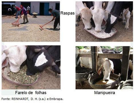 desperdício de metade do potencial alimentício da mandioca, uma das principais culturas alimentares do Brasil, cujos resíduos ou subprodutos do processamento de farinha, ainda são tratados como lixo
