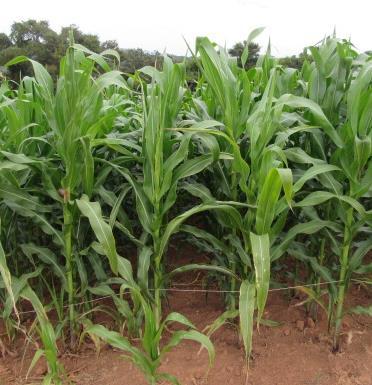 O manejo do Programa Wiser resultou em plantas mais altas e com maior diâmetro de colmo em relação ao