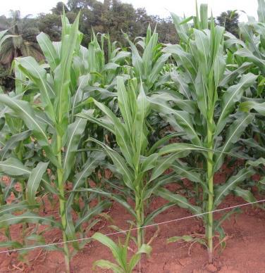 Porte de plantas de milho em função do manejo nutricional.