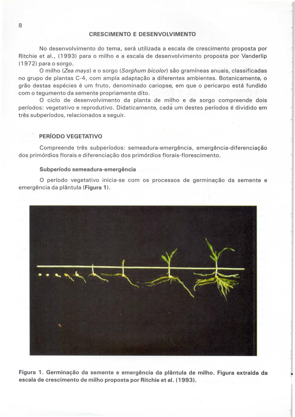 No desenvolvimento do tema, será utilizada a escala de crescimento proposta por Ritchie et ai., (1993) para o milho e a escala de desenvolvimento proposta por Vanderlip (1972) para o sorgo.