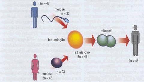 Reprodução Sexuada