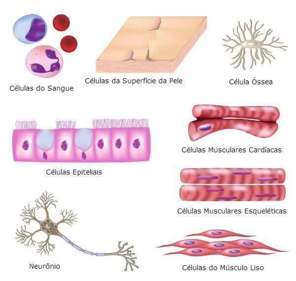 Os diferentes tipos de células Variam quanto ao