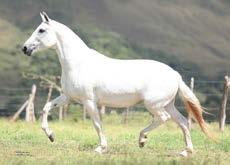 1º Premio Brasileiro de Marcha Cavalo Junior