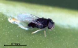 do Ambiente Clássico Minador-dos-Citros - Phyllocnistis citrella Controle biológico Introdução do parasitoide Brasil - Julho de 1998 Ageniapis