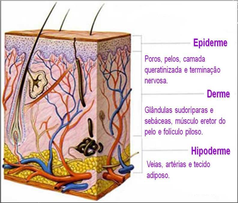 meio interno oferece proteção imunológica faz termo-regulação propicia a percepção tem função secretória 9 A