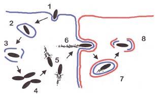 20 Figura 1 - Esquema do ciclo de vida intracelular da L.