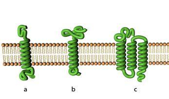 Sacarase Maltase α-dextrinase São proteínas transmembrana