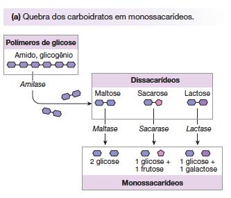 Absorção carboidratos SGLT