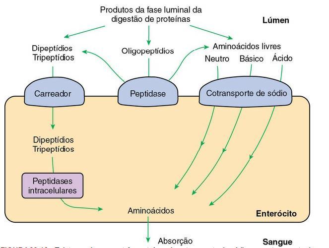 DIGESTÃO DAS