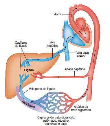 SISTEMA PORTA-HEPÁTICO A maioria dos nutrientes absorvidos pelo intestino delgado passa pelo fígado, o qual atua como um filtro que pode