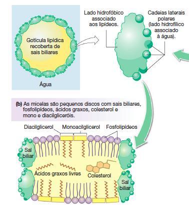 DIGESTÃO DAS GORDURAS Papel dos sais biliares Precursor Remoção dos monoglicerídeos e AGL liberados dos glóbulos de gordura em digestão Formação de micelas estáveis em meio