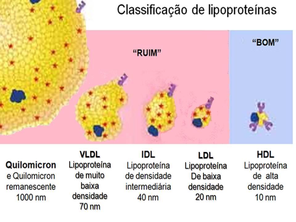 Lipoproteínas Os quilomícrons são constituídos por colesterol, triacilgliceróis, fosfolipídeos e lipídeos ligados a proteínas, chamados de apoproteínas, ou apolipoproteínas Quanto mais proteínas,