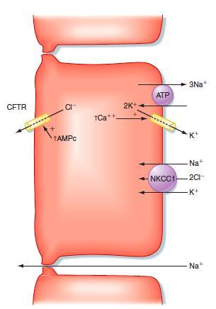 Secreção de H 2 O INTESTINO CFRT: proteína reguladora da condutância transmembrana na fibrose cística A fluidez do conteúdo intestinal é importante para a propulsão, digestão e absorção.