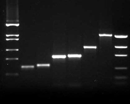 Fixação nas Lâminas: Amplificação desses 6 cdnas por PCR Normalização de suas respectivas concentrações