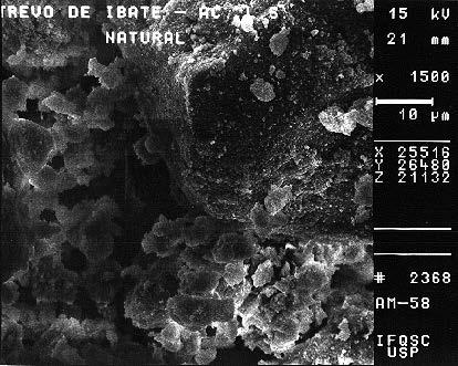 Anexo 2 - Fotografias no Microscópio Eletrônico de Varredura Observações:
