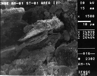 Anexo 2 - Fotografias no Microscópio Eletrônico de Varredura Observações: Notar a