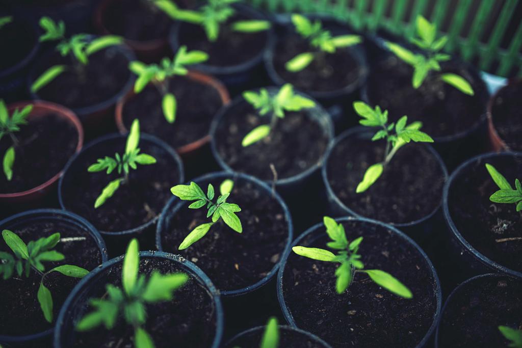 DICAS PARA HORTAS Cultivar sua própria horta em casa é uma maneira de ter uma alimentação mais