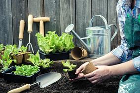 Além disso o alimento pode ser consumido ainda fresco e não apodrecer antes de ser consumido,