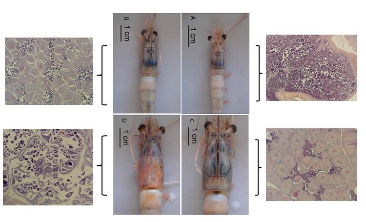 132 Figura 11- Estágio macroscópico de desenvolvimento gonadal do camarão L. schmitti e sua respectiva análise histológica, coletados na praia de Lucena no ano de 2016.