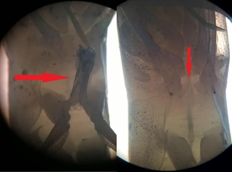 27 Figura 5 - Órgão copulador do camarão macho do Litopenaeus schmitti (petasma) seta horizontal, Órgão receptor do camarão fêmea do Litopenaeus schmitti (télico) seta vertical.