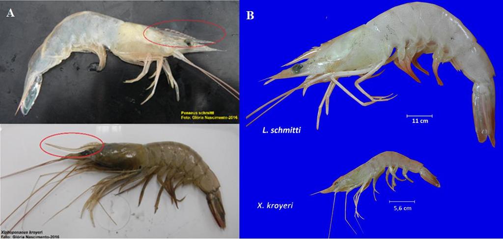 90 Figura 9 Morfologia externa dos camarões economicamente mais importantes na pesca de arrastão: camarão branco (Litopenaeus schmitti), camarão espigudo (Xiphopenaeus kroyeri) respectivamente (B).
