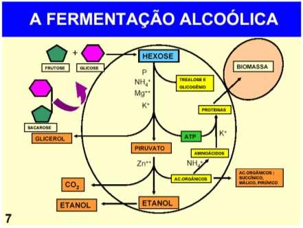 19 Cinética de crescimento de leveduras Avaliar as velocidades de transformações que ocorrem durante os processos fermentativos consumo de substratos, acumulo de