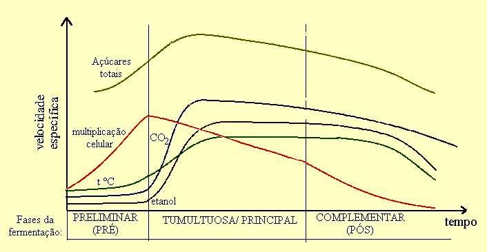 Fases da fermentação (Horii, 1990) 57 a) Fermentação preliminar: Fatores - adição do mosto em filete gradual - concentração celular do pé-de-cuba - seleção da levedura (utilizada) - preparo do mosto