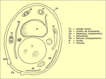 CITOLOGIA Diagrama de uma célula de S.