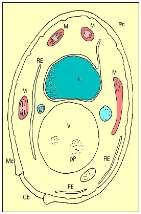 (5) Mitocôndria pequenas organelas com membrana dupla com invaginações internas (cristas); a função é conversão da energia aeróbica (ATP); síntese de