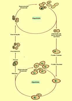 Ciclo vital de S.