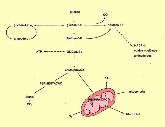 FISIOLOGIA E E METABOLISMO DAS LEVEDURAS Metabolismo de levedura: catabolismo anabolismo respiração degradação fermentação do substrato libera Energia síntese de material celular uso da energia para