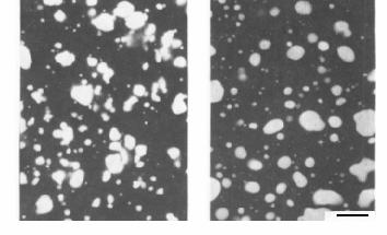 Apesar da relativa facilidade de preparação de amostra, a investigação de polímeros por microscopia eletrônica de varredura apresenta algumas dificuldades, como baixo contraste da estrutura, uma vez