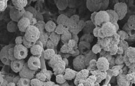 Micrografias de TPE-Vs ENR/PP (75/25) reticulados com (a) enxofre, (b) peróxido e (c) sistema misto de enxofre e peróxido, obtidas por extração em xileno 30.