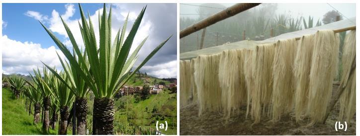 1968 A Figura 1 apresenta aspecto típico de uma plantação de fique (Fig.1(a)), bem como o processo de obtenção das fibras secas (Fig.1(b)). Figura 1. (a) Planta de fique e (b) suas fibras secas.