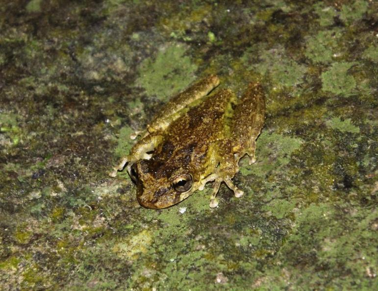 No presente trabalho, a espécie considerada cinegética, ou seja, aquela que sofre pressão de caça é o lagarto Salvator merianae, conhecido como teiú.