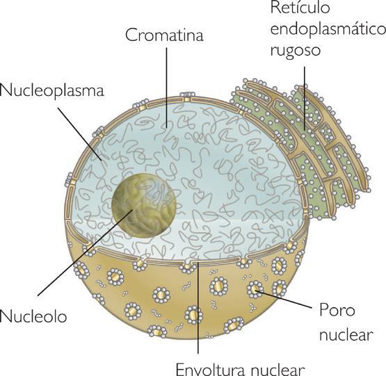 Solução aquosa; NUCLEOPLASMA Proteínas e substratos da replicação e