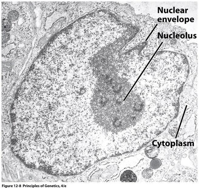 NUCLÉOLO Constituído por cromatina e grandes quantidades de RNA; Local de síntese de RNA ribossômico (RNAr); Local de