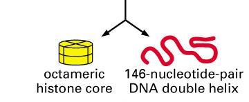 A. DNA de ligação Núcleo de histonas do nucleossomo ORGANIZAÇÃO ESTRUTURAL DE UM NUCLEOSSOMO Formas de contas de um rosário da cromatina Digestão do DNA de ligação com nuclease Nucleossomo Unidade de