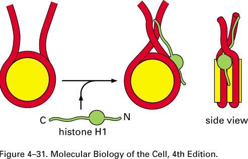 A FUNÇÃO DA HISTONA H1 H1 liga-se a uma região específica do nucleossomo; A
