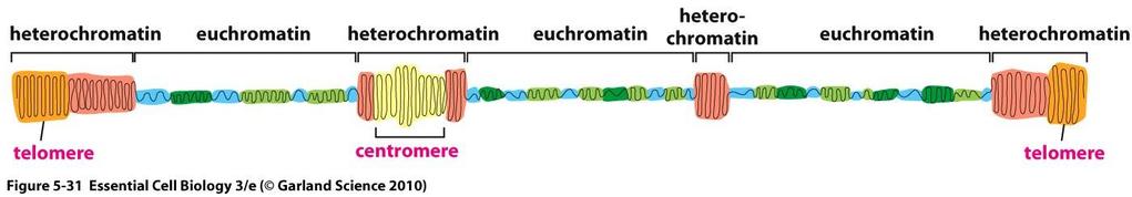 heterocromatina eurocromatina heterocromatina eurocromatina heterocrom atina eurocromatina heterocromatina telomero centromero telomero