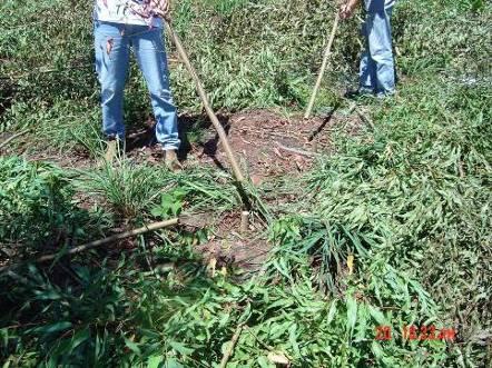 Altura das árvores, produção de biomassa foliar e de óleo essencial em diferentes espaçamentos