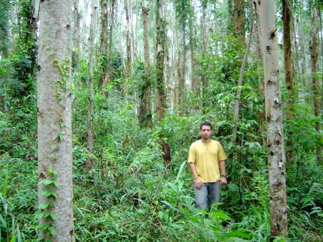 INFLUÊNCIA SOBRE O SUB-BOSQUE O biossólido