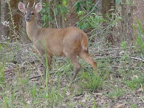 nutrientes no sub-bosque aumentando a