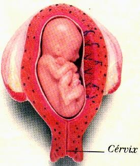 Útero É o lugar onde ocorre a implantação e desenvolvimento do embrião.