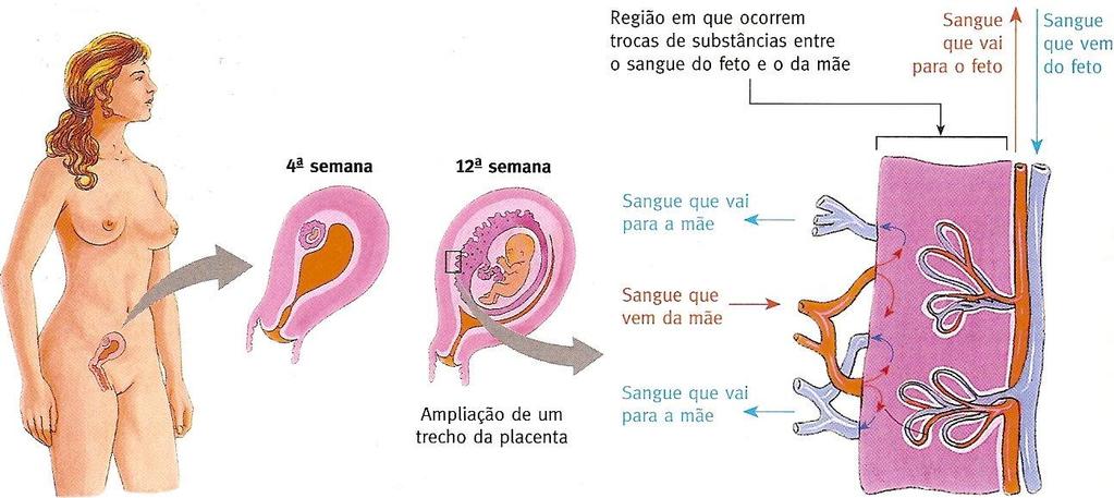 Placenta e cordão umbilical * Nutrição e eliminação
