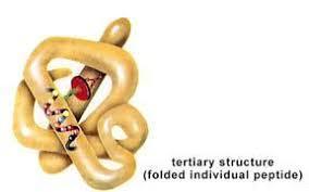 Estrutura terciária A estrutura das proteínas estrutura globular ou enovelada podem conter várias regiões α-hélice, várias regiões folha-β ou